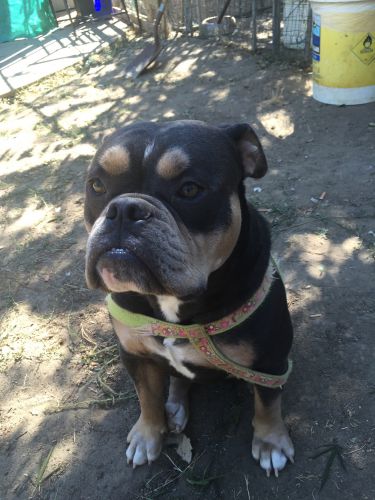 Pure olde English bulldogge puppies for sale