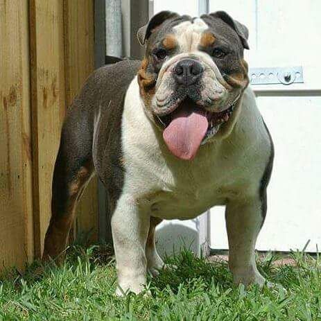 OLDE ENGLISH BULLDOG