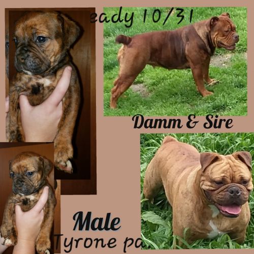 Male olde English Bulldogge puppy