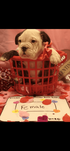 Olde English Bulldogges