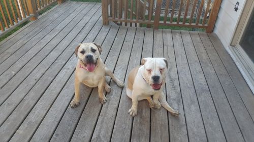 Female Ole English Bulldogge pups