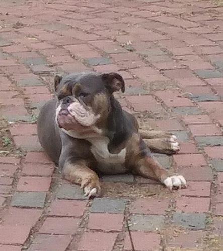 Olde English BULLDOGGIE