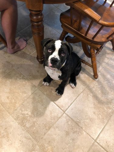 Female Olde English Bulldogge- Spayed