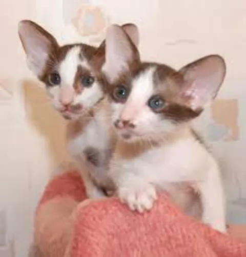 oriental bicolour kittens - health problems