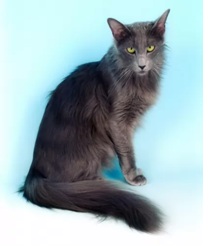 oriental longhair cat - characteristics