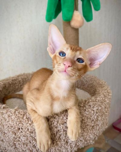 Pointed Oriental Shorthair kittens