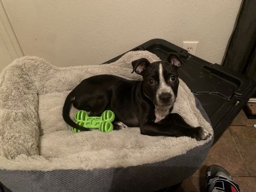 10 week old pit bull puppy for sale !!!