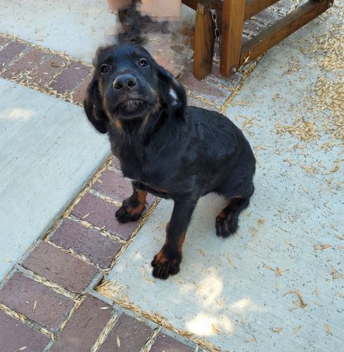 Rottiepoos ready for their new home