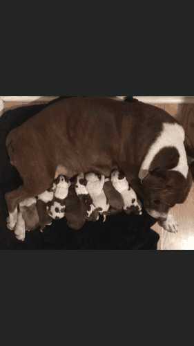 Red nose terriers for sale