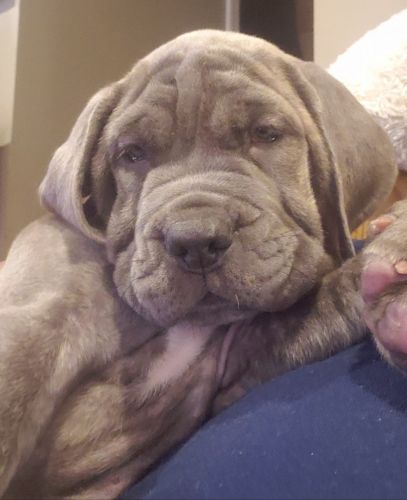 Tri Mastiff puppies