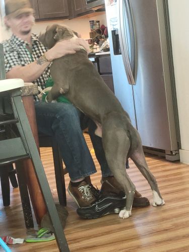 Blue nose pit needs good home