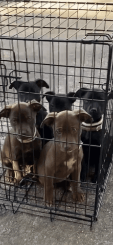 Fun blue mixed with American bully puppies