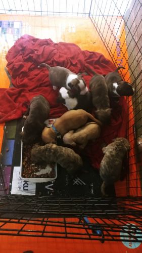 Taking deposits puppies