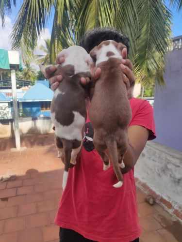 Pitbull puppies for sale