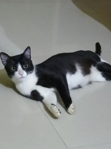 Beautiful Attractive cat