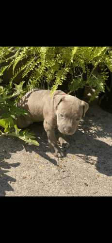 Blue and Eli pit bull puppys