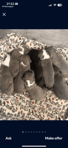 Seven boys up for sell