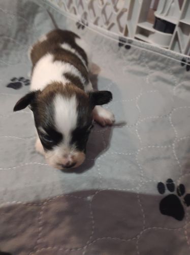 AKC Papillon Puppies for sale