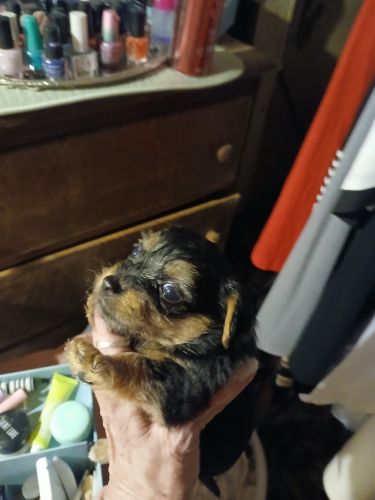 Small Yorkie-Shihtzo - Poodle mixed puppies