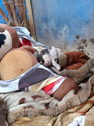 American Pitbull, terrier, and German shepherd mix puppies