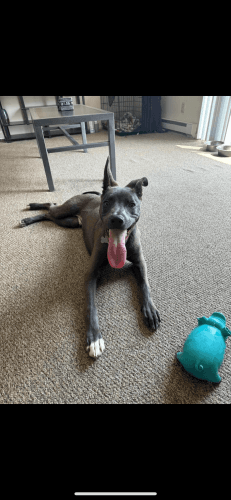 Fezco Needs A New Home