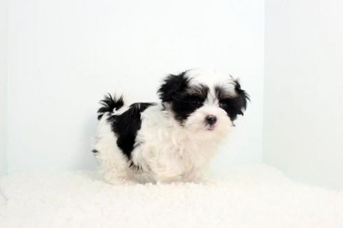 Good looking Malshi pups