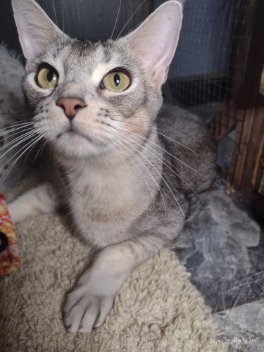 Jungles caracals European imported female