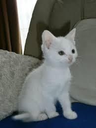 persian kittens ready