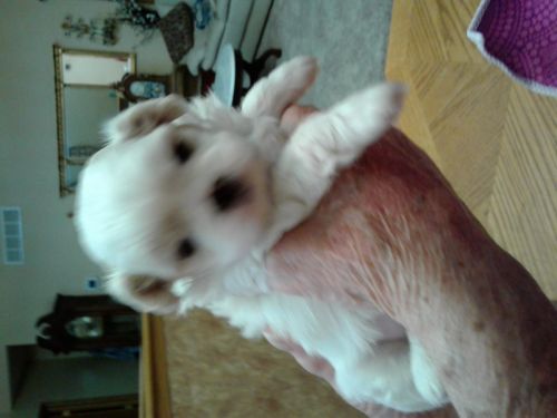 Shinese Puppies (shih Tzu & Pekingese)