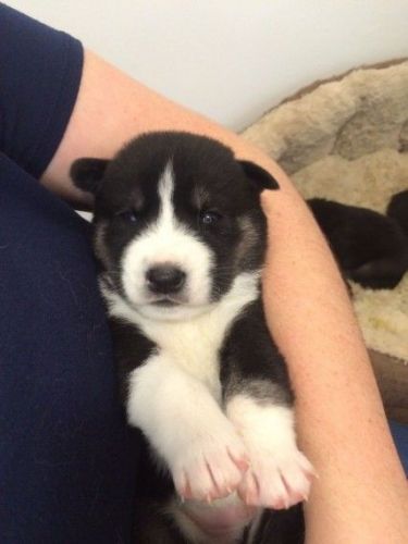 Pomsky Puppies available