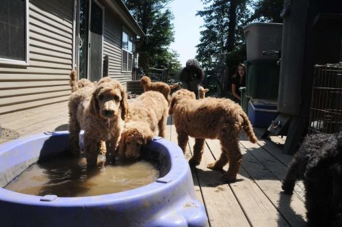 male and female apricot puppies need urgent home