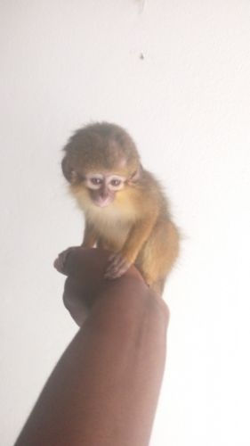 beautiful mamuset monkey