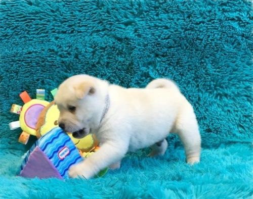 Teddy Bear Chowski Puppies