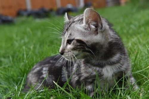 Stunning rare golden curled Keetso kittens