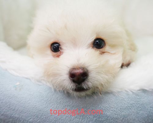 Pomapoo Puppy – Male- Caine ($699)