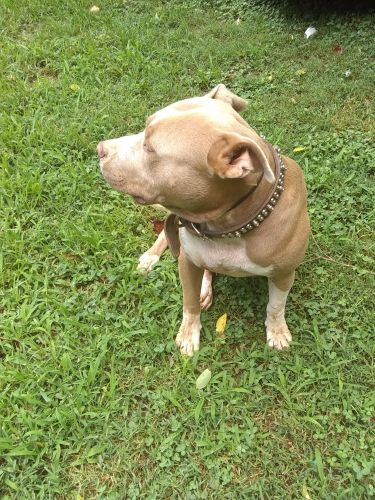 Selling pitbulls mixed canecorso