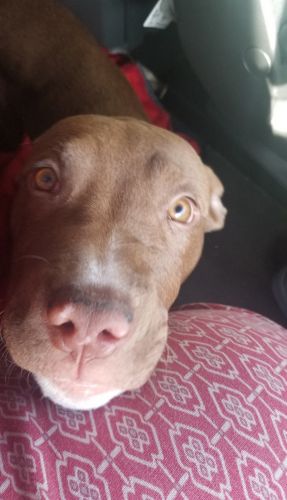 American/camelot pit