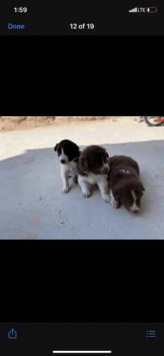 4 week old Great Pyrenees mix border collie