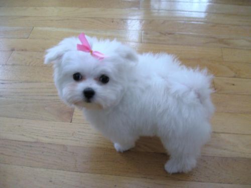 charming Male And Female maltese Puppies