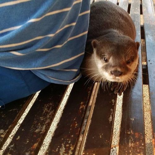 Wonderful Baby Otters available for adoption