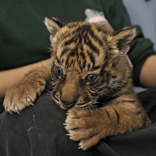 Best Train brown cheetah ,Tiger,lion,Cubs Text me (***) ***-***1.