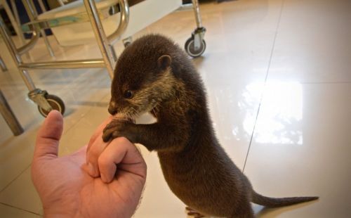 Asian Small Clawed Otters available for sale (***) ***-***9