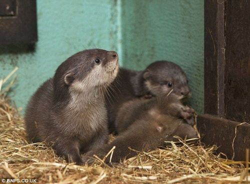 Otters for sale