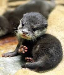 Potty raised Asian small Clawed Otters for sale .Text ***