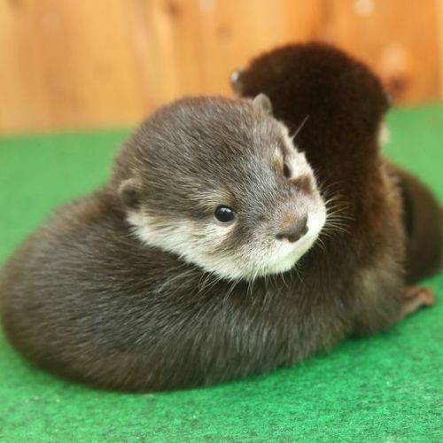 Otters for sale text ***
