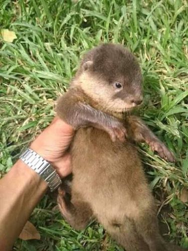 ASIAN SMALL CLAWED OTTERS FOR SALE TEXT OR CALL ***