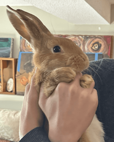 Bailey, male 4 month old palomino,angora,lop mix