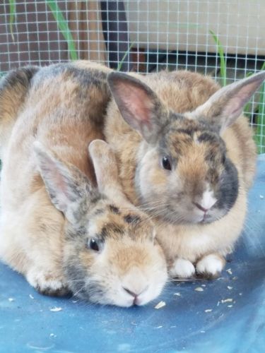 Rabbits For Sale
