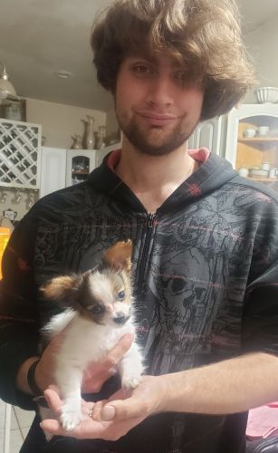 Rare Xsmall Blue eyed Papillon Pocket Baby