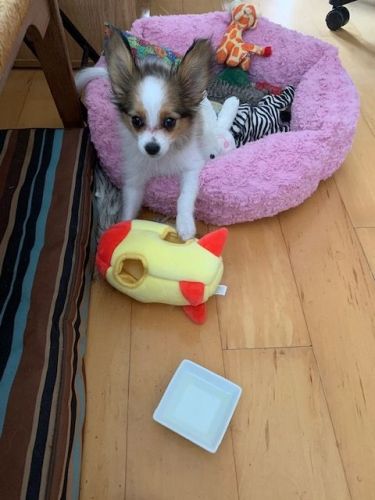 PAPILLON FEMALE PUPPY